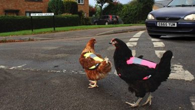 British-hens-wear-reflective-vests