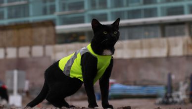 Reflective-Vest-for-your-lovely-Pets