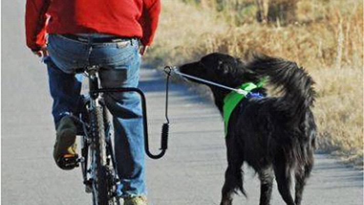 Leashes-for-dogs
